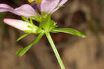 Appalachian rose gentian